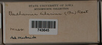 Badhamia lilacina image